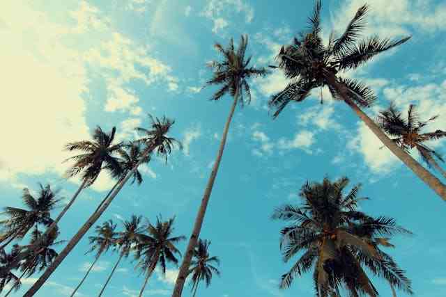 anhem palm trees looking up at sky eco-friendly from california