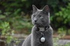 A stylish gray cat wearing a collar with an AirTag holder, showcasing how AirTag holders can help keep track of pets. Exploring the practical benefits of AirTag holders.